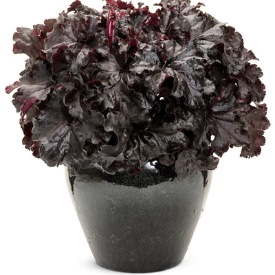 Dressed Up® 'Evening Gown' Coral Bells (Heuchera hybrid)