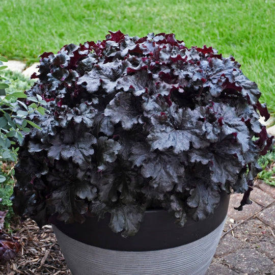 Dressed Up® 'Evening Gown' Coral Bells (Heuchera)