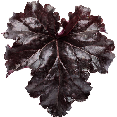 Dressed Up® 'Evening Gown' Coral Bells (Heuchera hybrid)