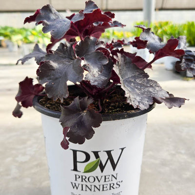 Dressed Up™ 'Evening Gown' Coral Bells (Heuchera)