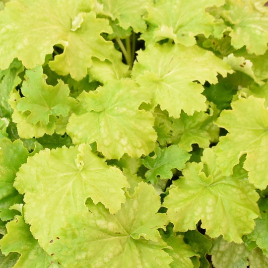 Dressed Up® 'Ball Gown' Coral Bells (Heuchera)