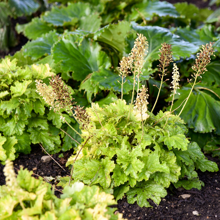 Proven Winners 5 inch Yellow Dressed Up 'Ball Gown' Coral Bells Live Plant in 4.5 inch Pot, Size: 1.00 qt