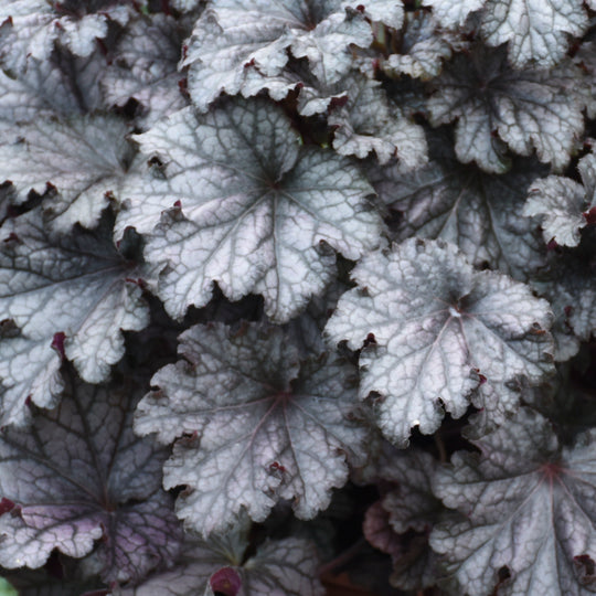 Dressed Up® 'Prom Dress' Coral Bells (Heuchera)