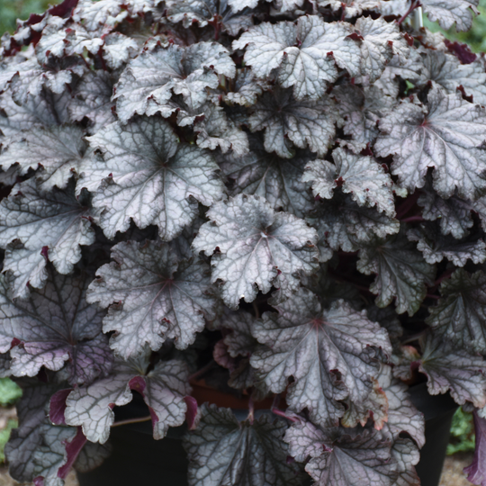 Dressed Up® 'Prom Dress' Coral Bells (Heuchera)