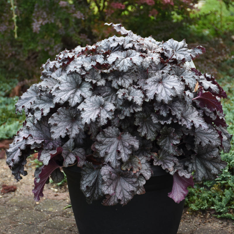 Dressed Up® Prom Dress Coral Bells (Heuchera hybrid)