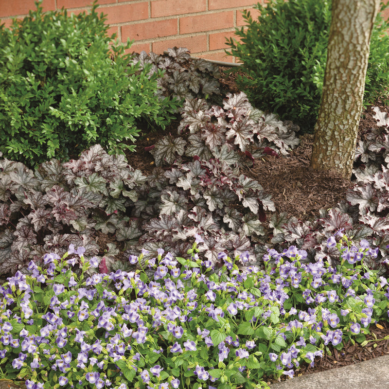 Coral Bells | Dressed Up 'Prom Dress' | Proven Winners Perennials Proven Winners Direct Coral Bells | Dressed Up 'Prom Dress' | Proven Winners Perennials Proven Winners Direct
