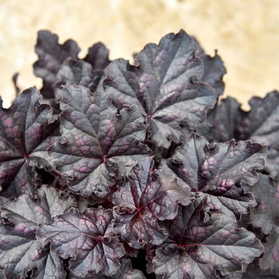 Dolce® Sultry Night Coral Bells (Heuchera) | Proven Winners® New Variety 2026