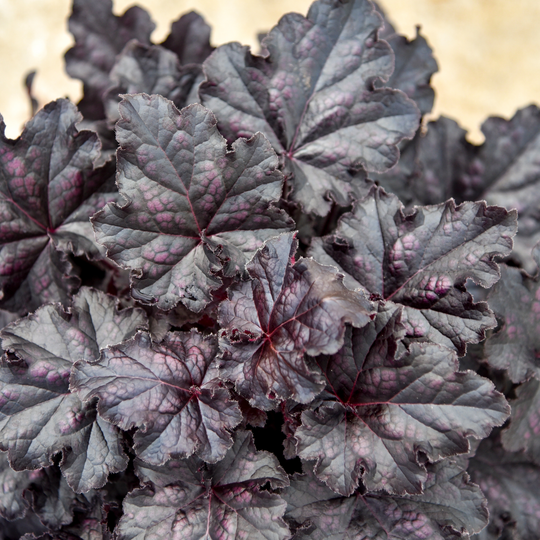 Dolce® 'Sultry Night' Coral Bells (Heuchera) | Proven Winners® New Variety 2026
