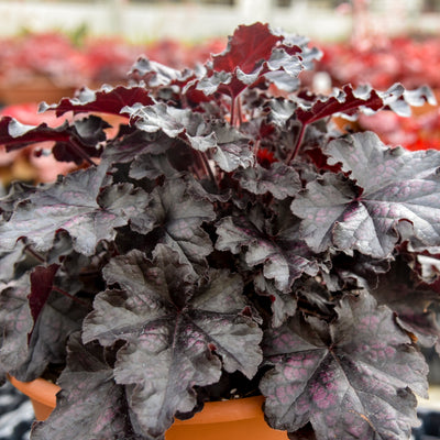 Dolce® Sultry Night Coral Bells (Heuchera) | Proven Winners® New Variety 2026