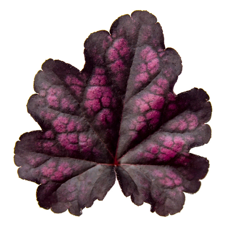 Dolce® Sultry Night Coral Bells (Heuchera) | Proven Winners® New Variety 2026
