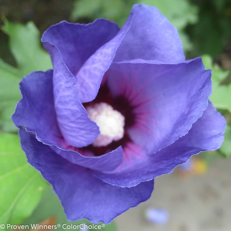 Azurri Blue Satin Azurri Blue Satin Rose of Sharon up close.