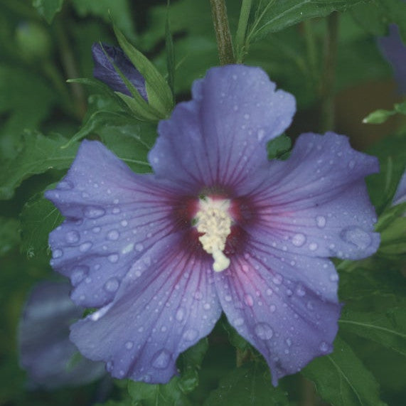 Azurri Blue Satin Azurri Blue Satin Rose of Sharon up close.