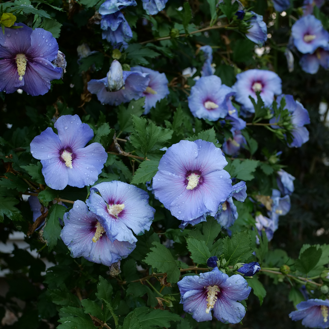 Azurri Blue Satin® Rose of Sharon (Hibiscus syriacus)