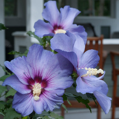 Azurri Blue Satin Rose of Sharon up close.