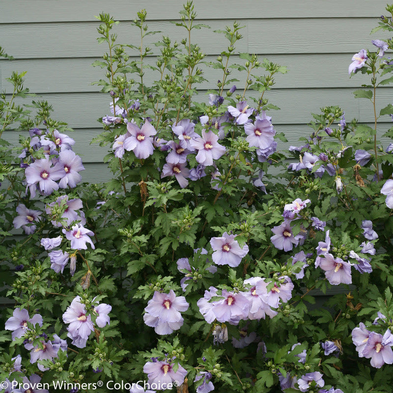 Azurri Blue Satin Rose of Sharon in focus.