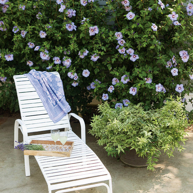 Azurri Blue Satin Rose of Sharon in use.