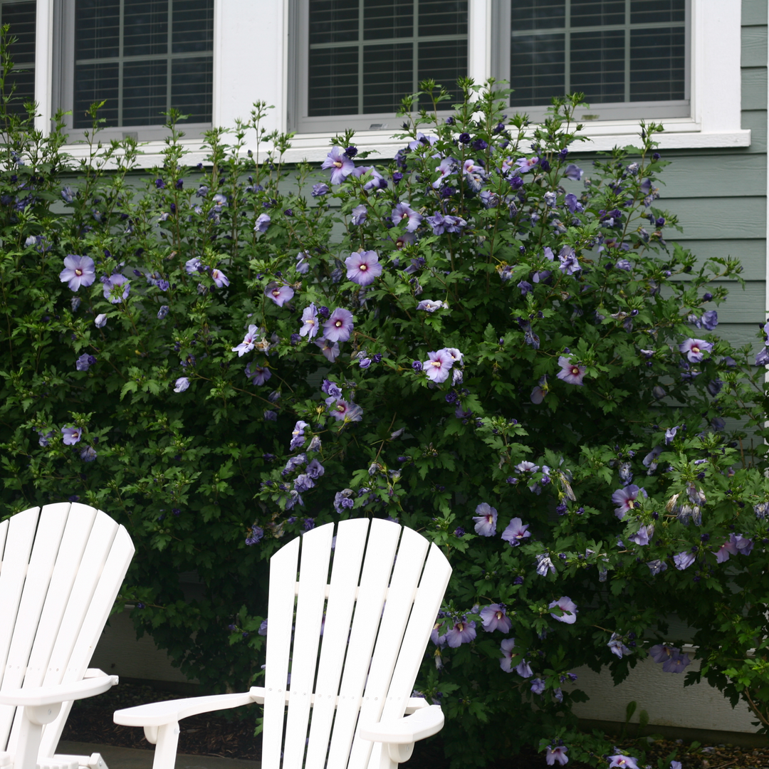 Azurri Blue Satin® Rose of Sharon (Hibiscus syriacus)