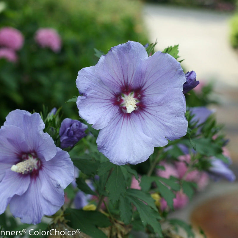 Azurri Blue Satin Rose of Sharon in use.