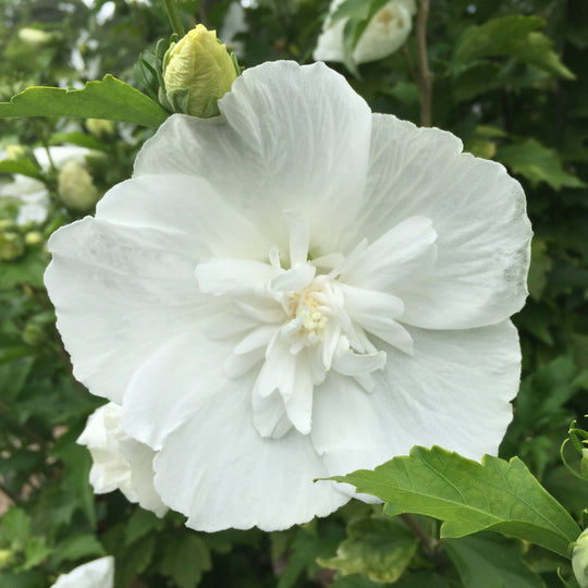 White Chiffon® Rose of Sharon (Hibiscus syriacus)