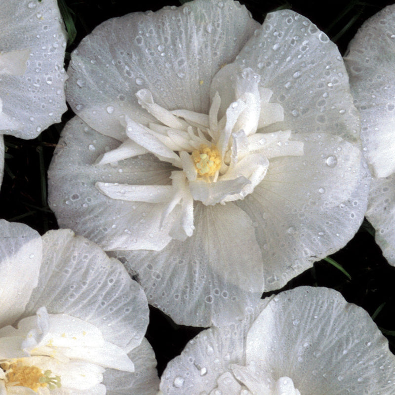 White Chiffon Rose of Sharon up close.