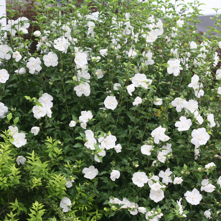 White Chiffon® Rose of Sharon (Hibiscus syriacus)
