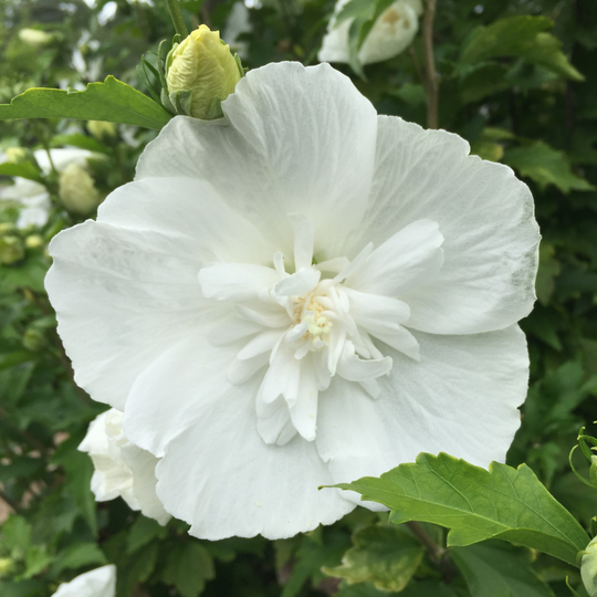 White Chiffon® Rose of Sharon (Hibiscus syriacus)