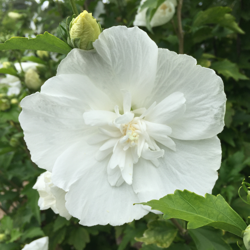 White Chiffon White Chiffon Rose of Sharon up close.