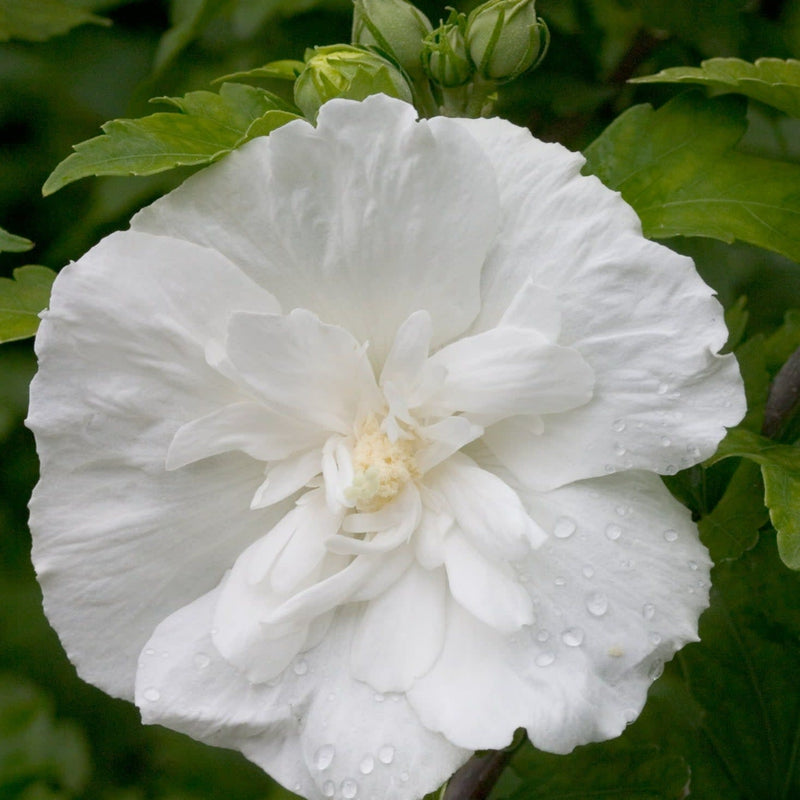 White Chiffon Rose of Sharon up close.