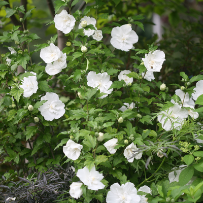 White Chiffon White Chiffon Rose of Sharon in focus.