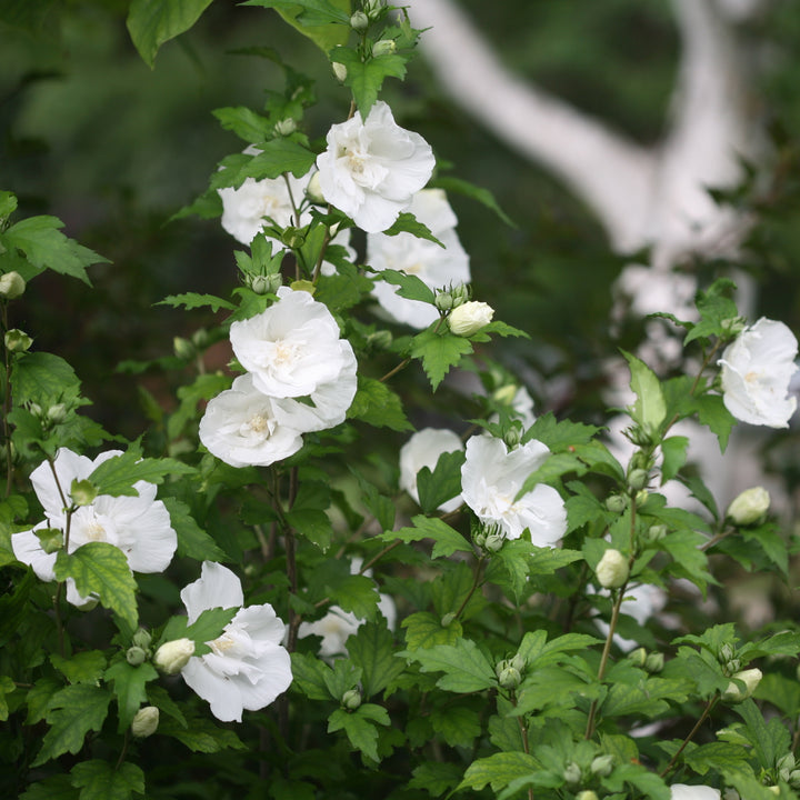 White Chiffon® Rose of Sharon (Hibiscus syriacus)
