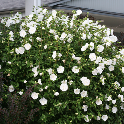 White Chiffon White Chiffon Rose of Sharon in focus.