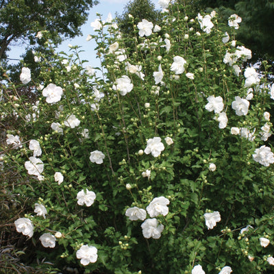 White Chiffon Rose of Sharon in focus.