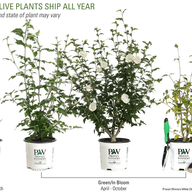 White Chiffon Rose of Sharon in various life stages.