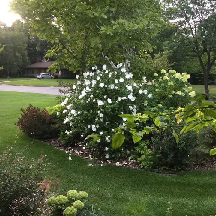 White Chiffon® Rose of Sharon (Hibiscus syriacus)
