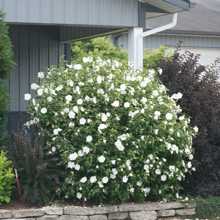 White Chiffon® Rose of Sharon (Hibiscus syriacus)