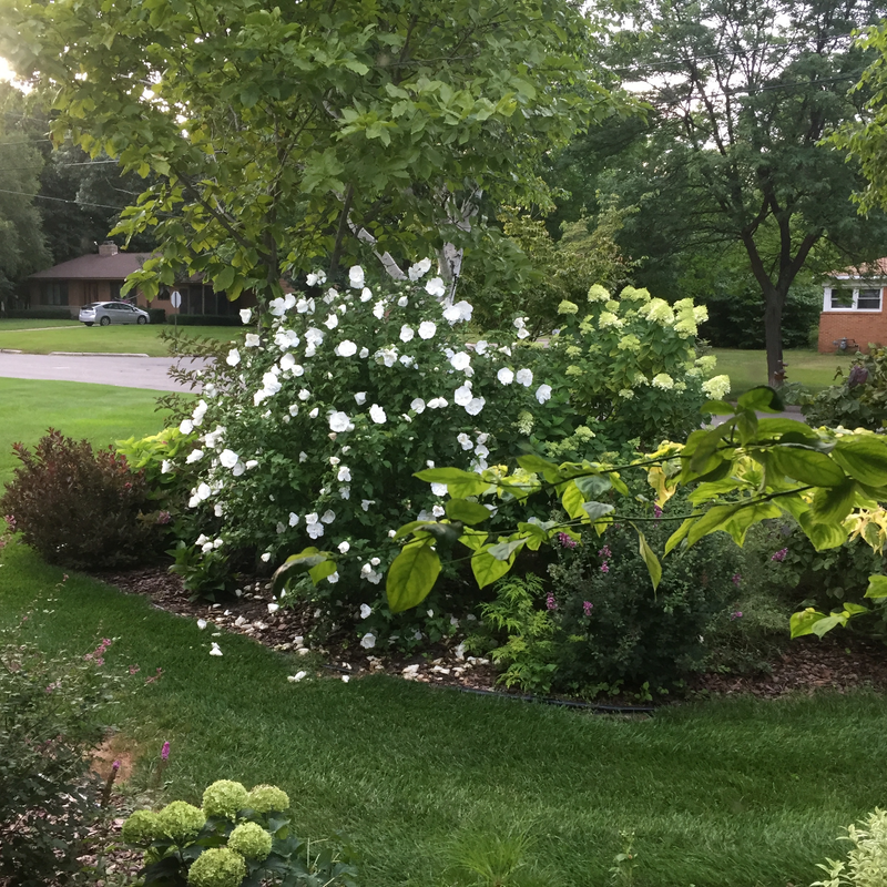 White Chiffon White Chiffon Rose of Sharon in use.