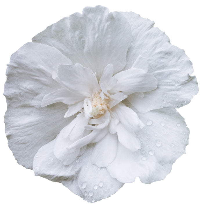 White Chiffon® Rose of Sharon (Hibiscus syriacus)