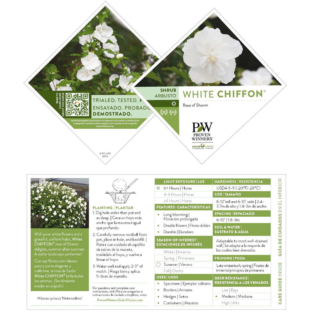 White Chiffon® Rose of Sharon (Hibiscus syriacus)