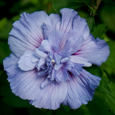 Blue Chiffon Blue Chiffon Rose of Sharon up close.