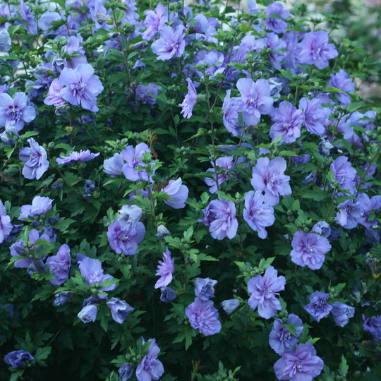 Blue Chiffon® Rose of Sharon (Hibiscus syriacus)