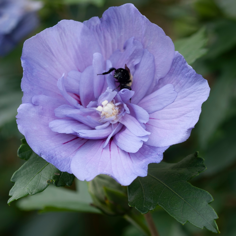 Blue Chiffon Blue Chiffon Rose of Sharon up close.