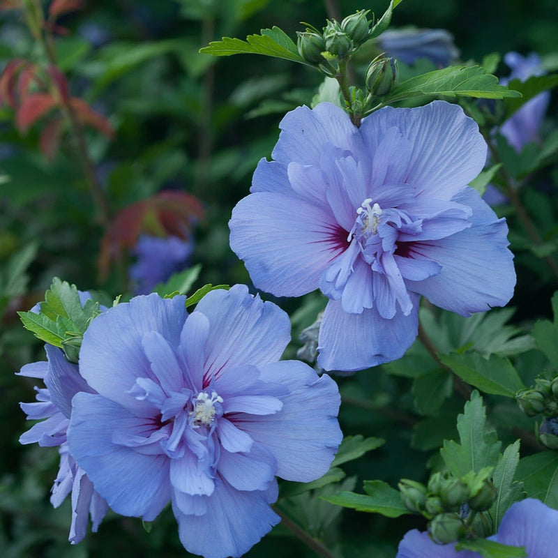 Blue Chiffon Rose of Sharon up close.