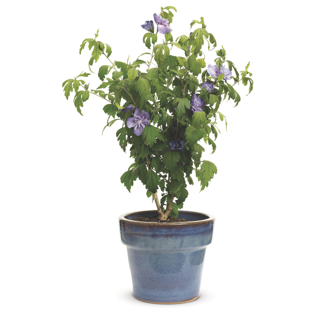 Blue Chiffon® Rose of Sharon (Hibiscus syriacus)