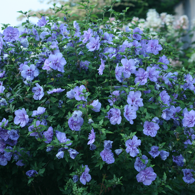 Blue Chiffon Blue Chiffon Rose of Sharon in focus.