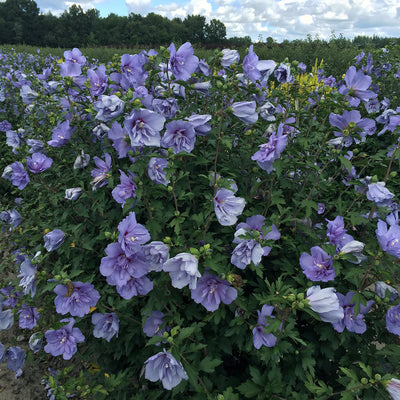 Blue Chiffon Blue Chiffon Rose of Sharon in focus.