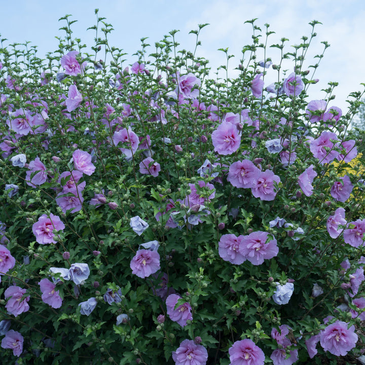 Blue Chiffon® Rose of Sharon (Hibiscus syriacus)