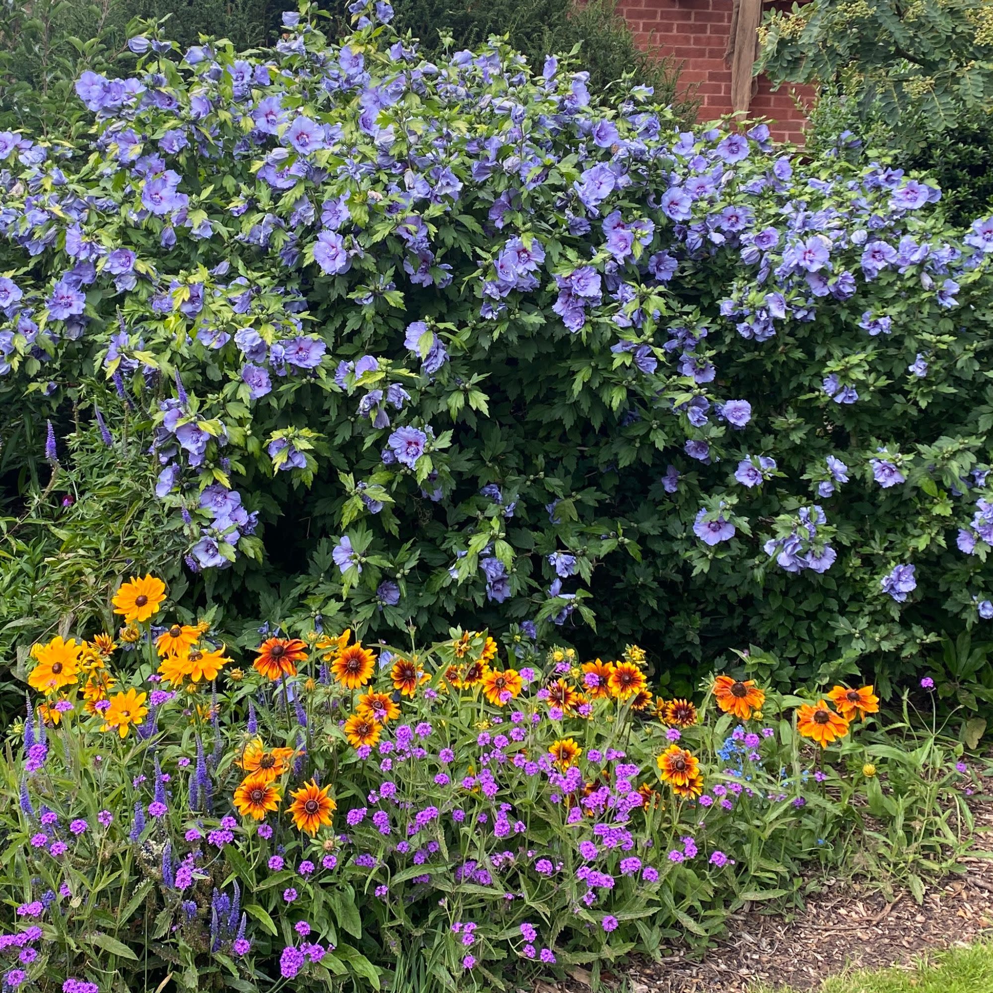 Rose of Sharon | Blue Chiffon® | Proven Winners® Shrubs – Proven