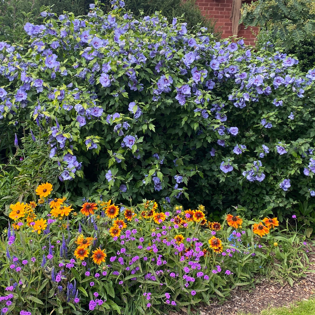 blue chiffon rose of sharon seeds Proven Winners Blue Chiffon Rose of Sharon Hibiscus Live Shrub, Size: 1 GAL