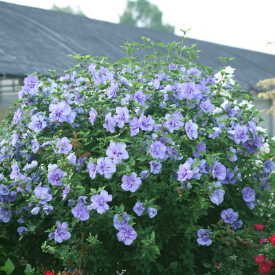 Blue Chiffon Blue Chiffon Rose of Sharon in use.