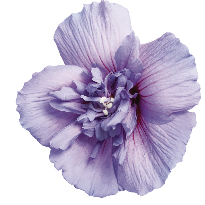 Blue Chiffon® Rose of Sharon (Hibiscus syriacus)